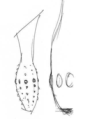 Sketch of high heel with ribbed surface detail